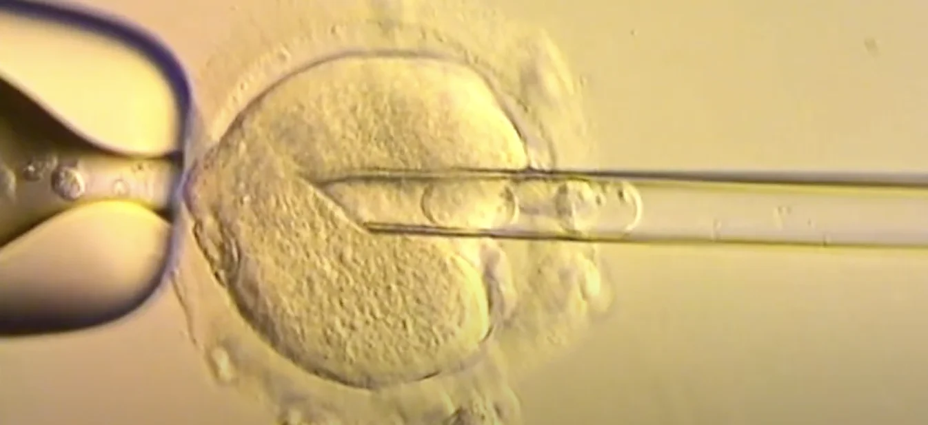 ¿Tres padres? Nacen bebés sanos con triple ADN 