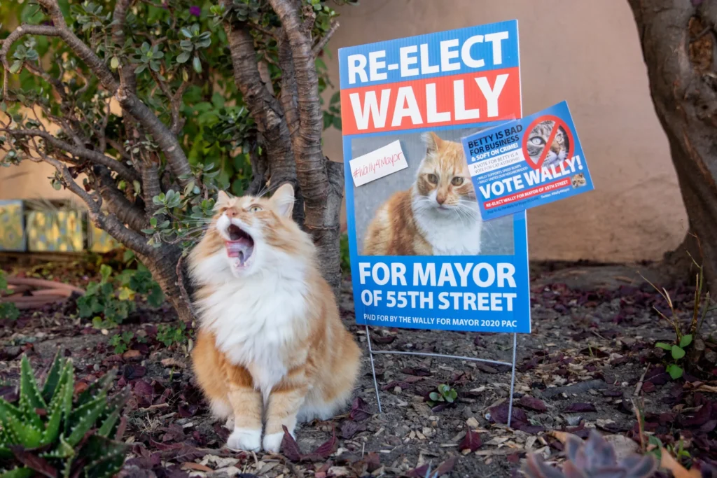 Massachusetts: Gatos compiten por ser “alcalde”