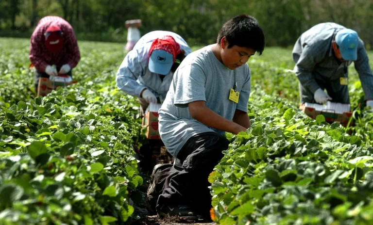 Latinos están más expuestos al calor en el trabajo: ¿Cómo protegerte?