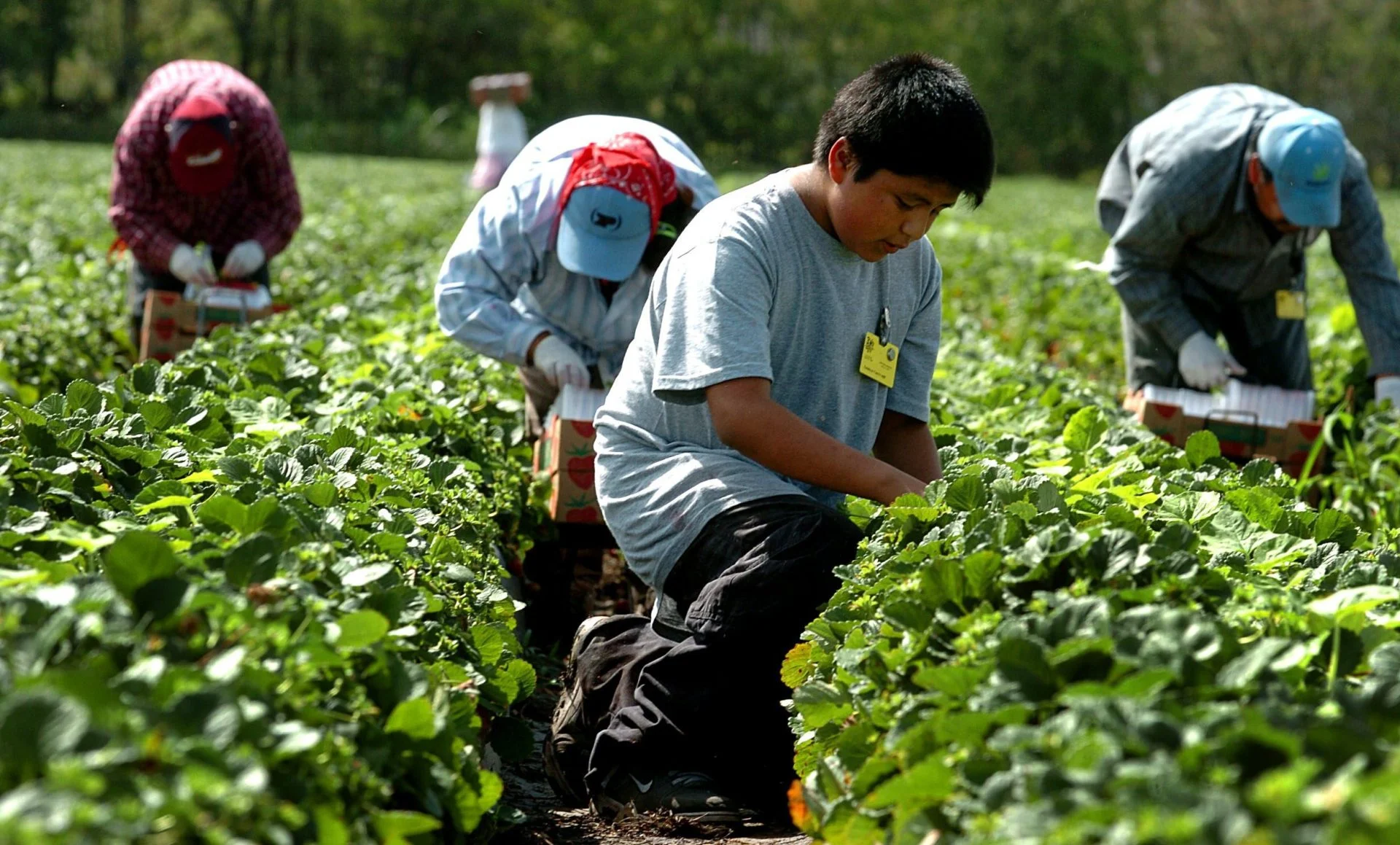 Latinos están más expuestos al calor en el trabajo: ¿Cómo protegerte?