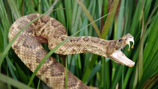 Serpiente venenosa mata a hombre en Tennessee