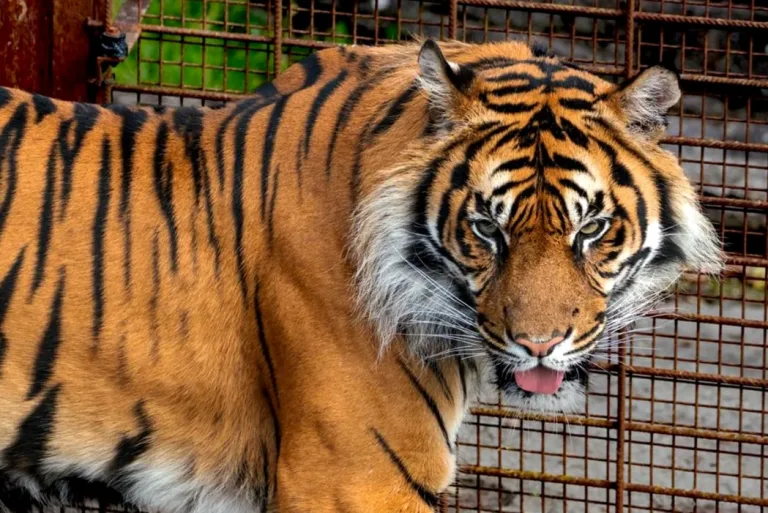 Zoológico pide donar mascotas para alimentar leones