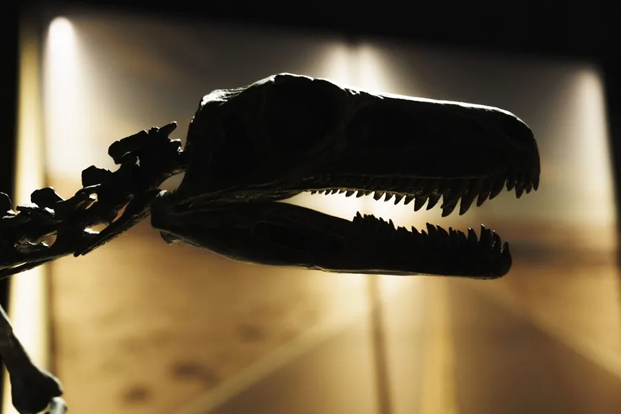 ¿Huellas de dinosaurio en Texas? Este fue el impresionante hallazgo