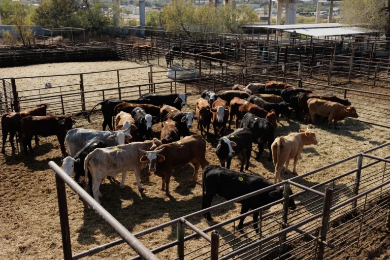 El gusano barrenador: ¿qué es y cómo afecta a los humanos?