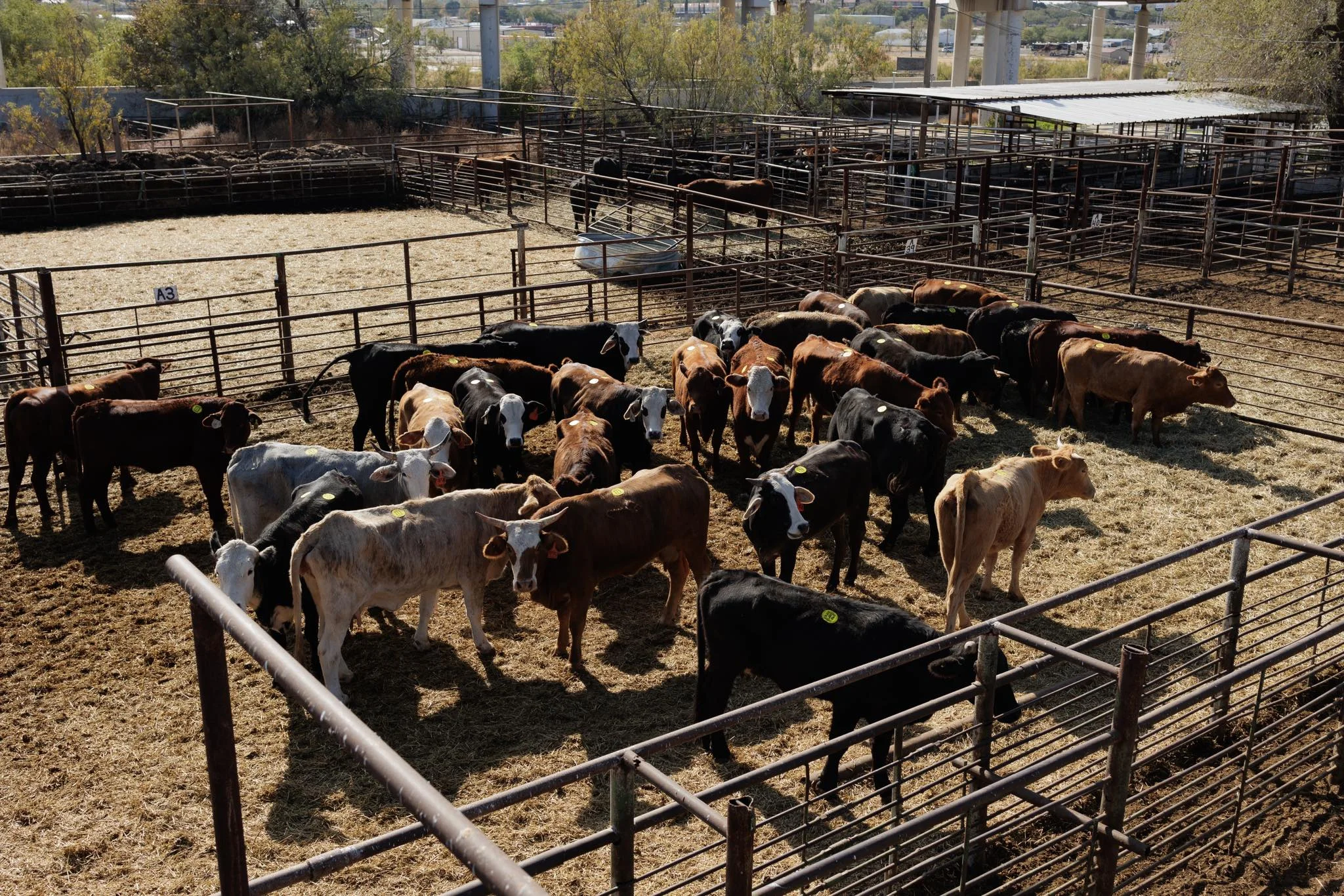 El gusano barrenador: ¿qué es y cómo afecta a los humanos?