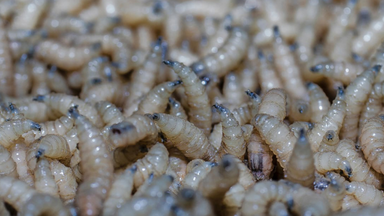 gusano barrenador del Nuevo Mundo"