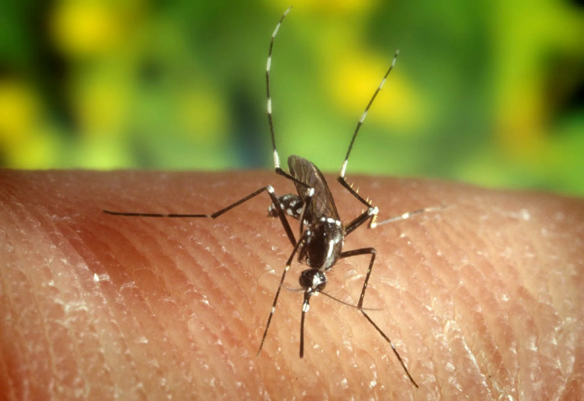 virus del Nilo Occidental