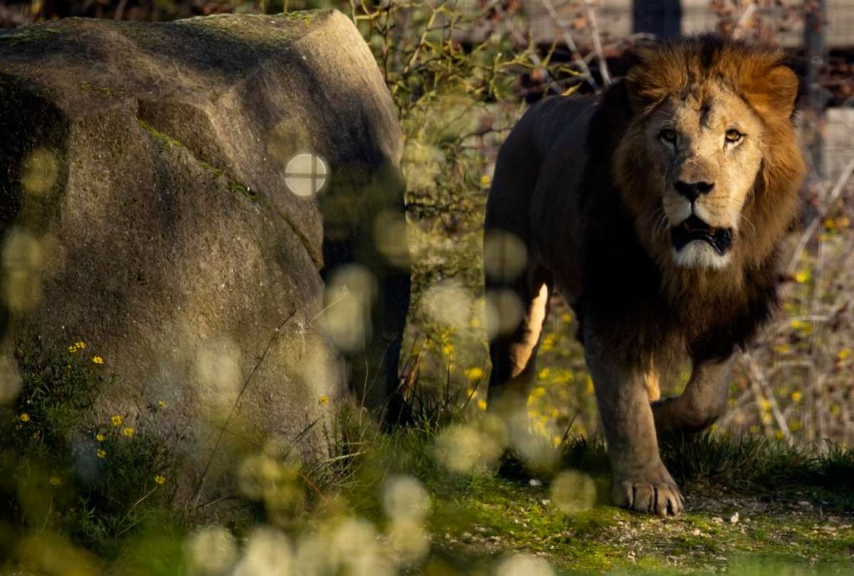 Tragedia en zoológico de Tailandia