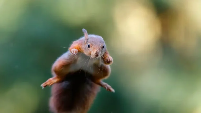 Vecinos en California denuncian ataques de una “ardilla ninja”