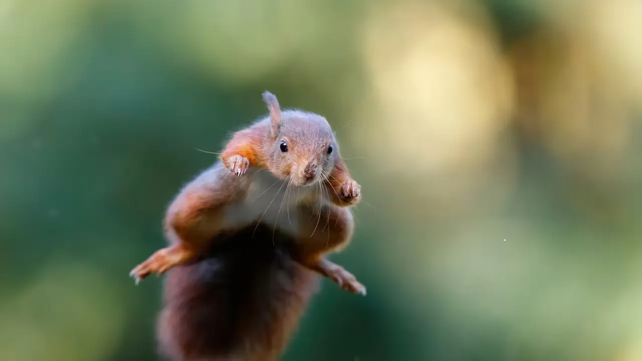 Vecinos en California denuncian ataques de una “ardilla ninja”