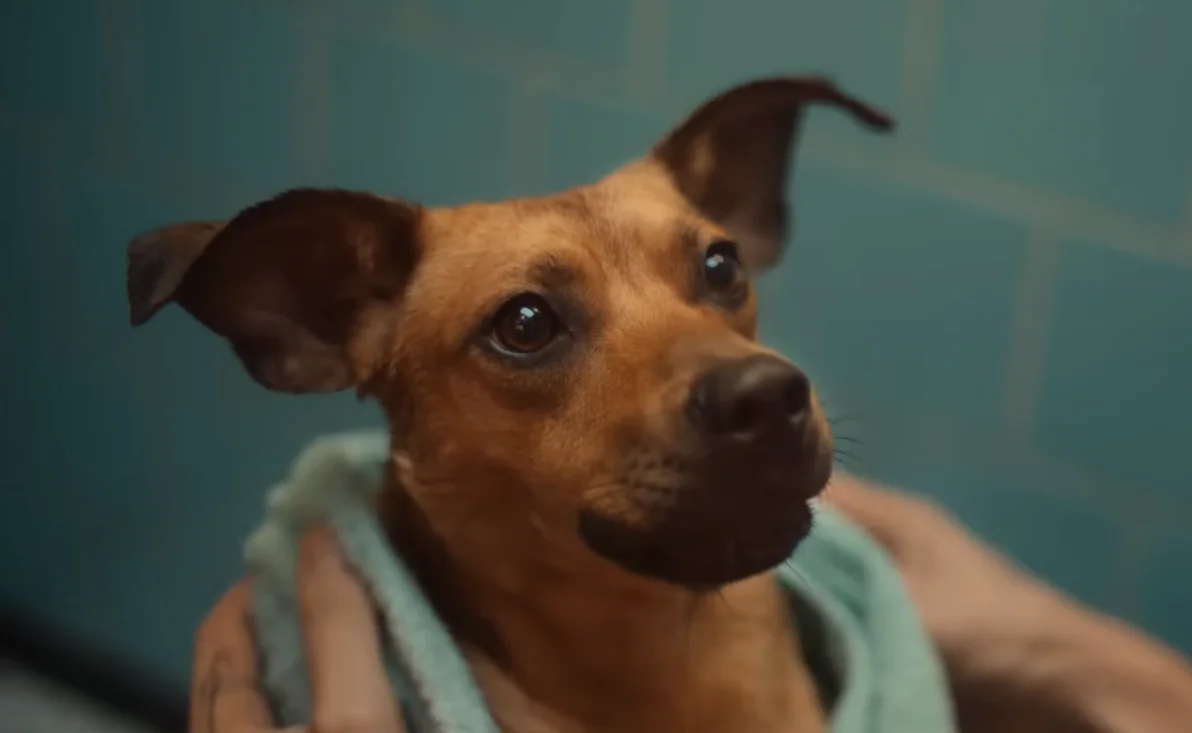 Caramelo, la película brasileña de Netflix que ha conmovido a todos