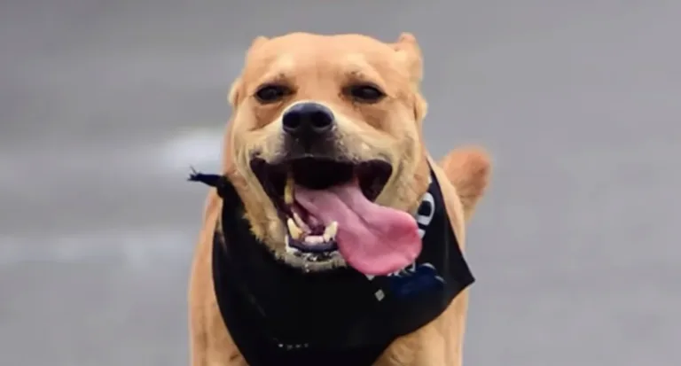 Chicles, perrito maratonista, de Tijuana fallece tras ser envenenado