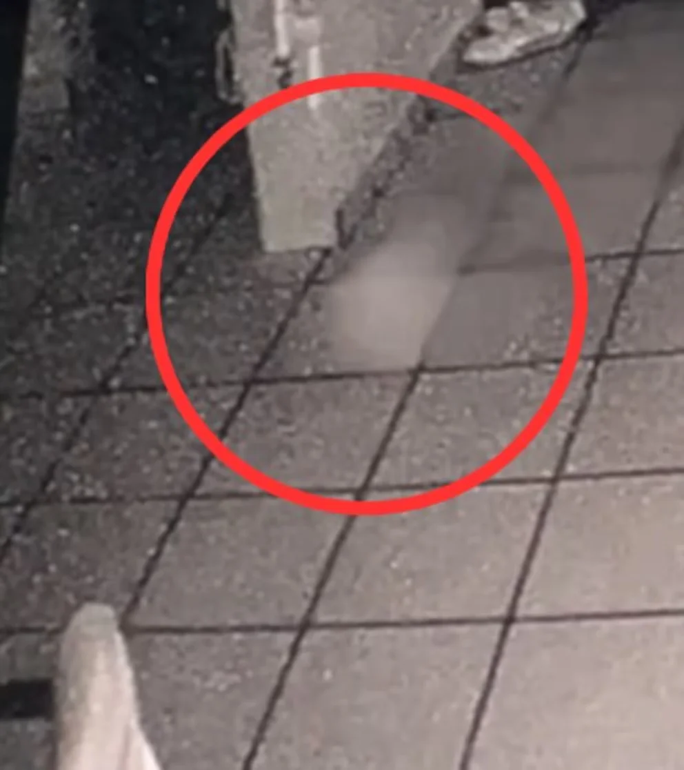 Captan regreso de perrito del más allá en Día de Muertos