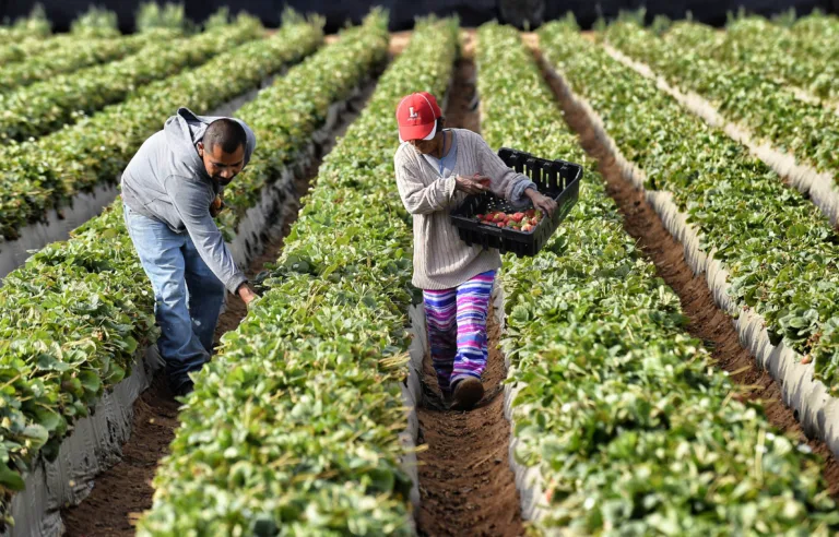 visas para trabajadores agrícolas