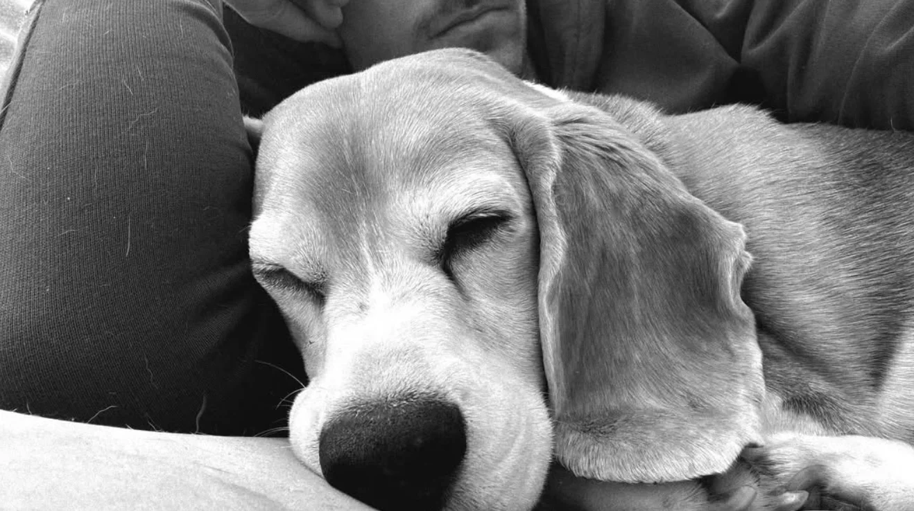 'Halo': La perrita extraviada de Aaron Ramsey