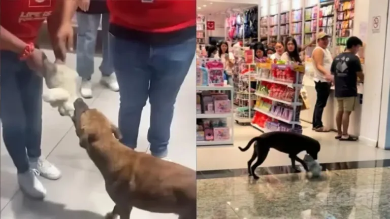 Perro callejero toma peluche en Miniso
