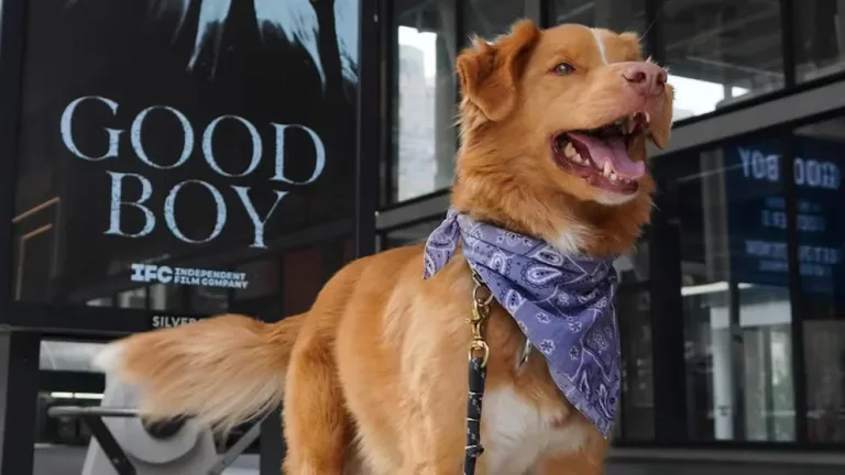 Indy, el perro actor, gana un Astra por mejor actuación