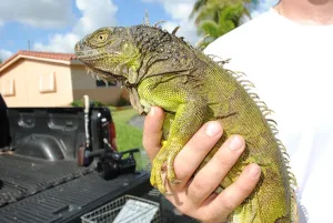 ¡Impactante! “Llueven” iguanas congeladas por ola de frío en Florida