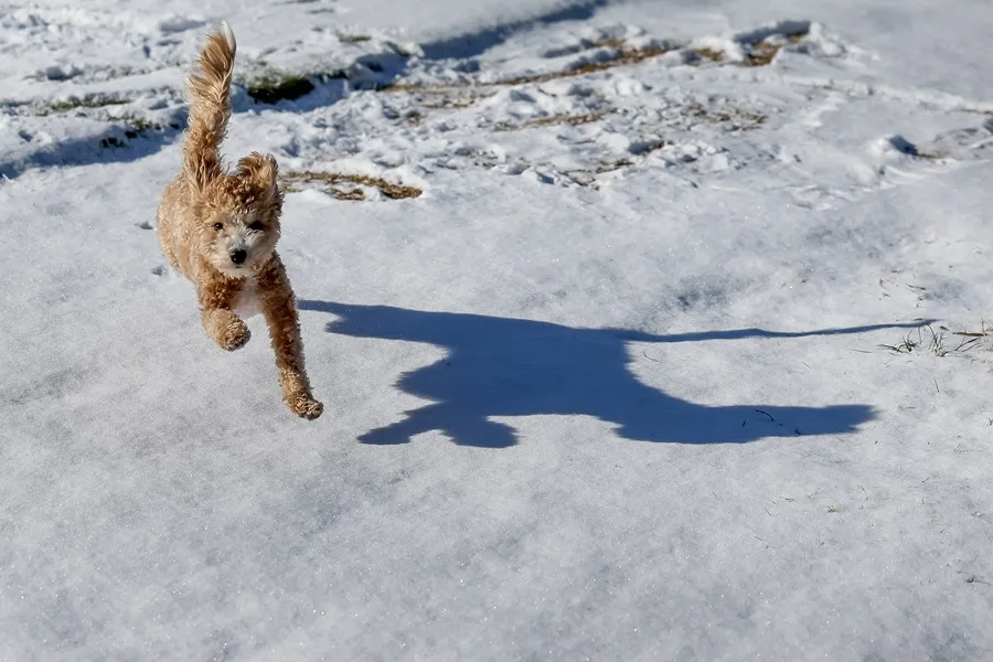 ¡Impactante! “Llueven” iguanas congeladas por ola de frío en Florida