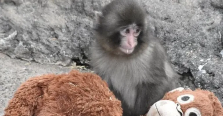 Punch, el monito que conmueve al mundo tras ser rechazado por su madre