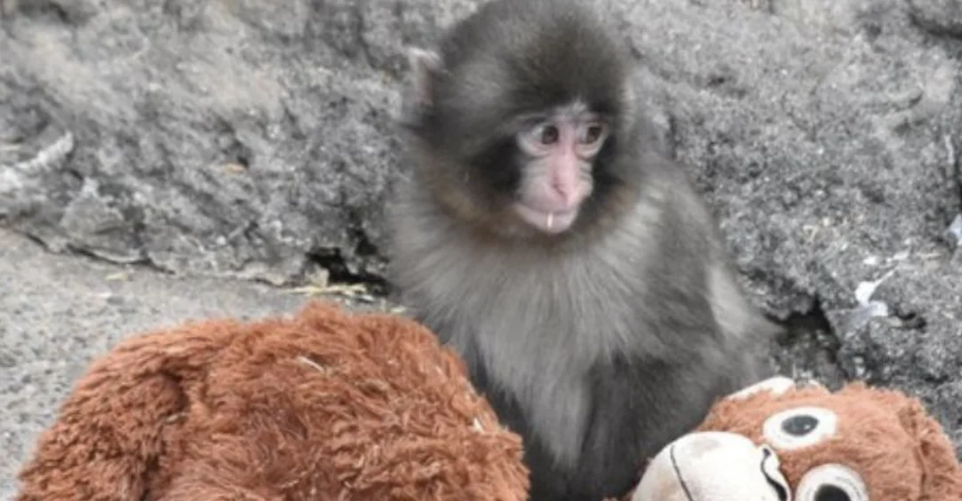 Punch, el monito que conmueve al mundo tras ser rechazado por su madre