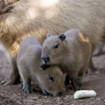 Fiebre por el “modo capibara”: así puedes activarlo en WhatsApp