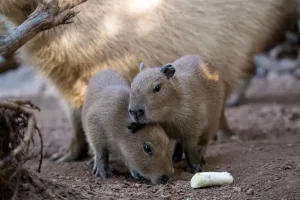 Fiebre por el “modo capibara”: así puedes activarlo en WhatsApp