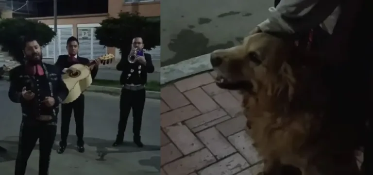 Con serenata, lágrimas y mucho amor despiden a perrita