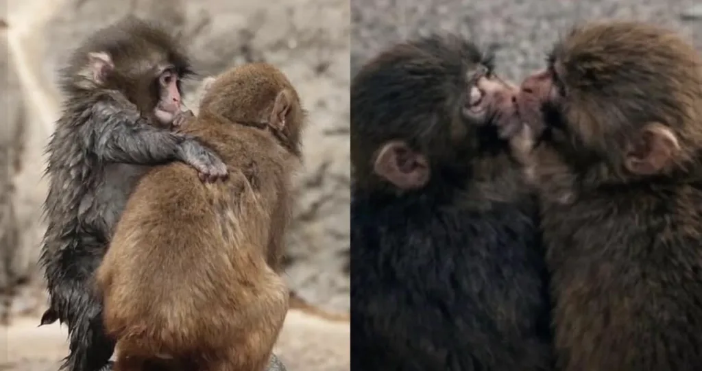 ¡El amor llegó! El monito Punch ya tiene novia