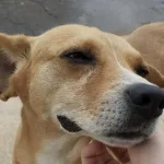 El símbolo de México: Conoce al perrito Caramelo