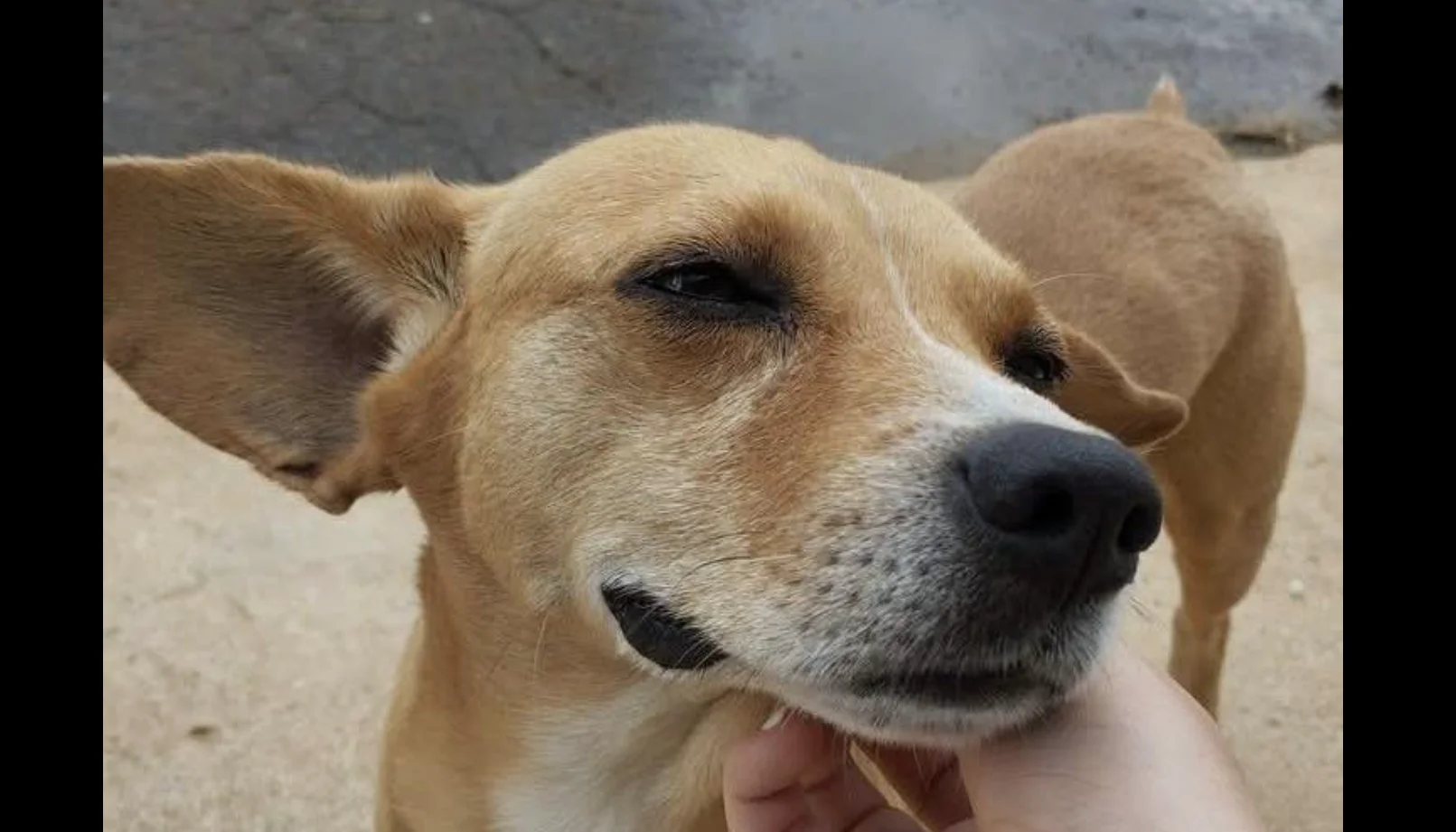 El símbolo de México: Conoce al perrito Caramelo