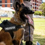 San Diego: Perro policía ayuda a capturar a sospechoso
