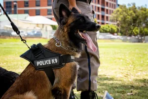 San Diego: Perro policía ayuda a capturar a sospechoso