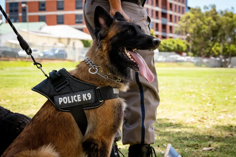 San Diego: Perro policía ayuda a capturar a sospechoso