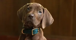 'Scooby-Doo' presenta adelanto y fecha de estreno